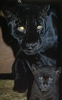 Panther Prints: Black Panther / Jaguar - with cub in capivity - Distribution: Central America to Northern South America