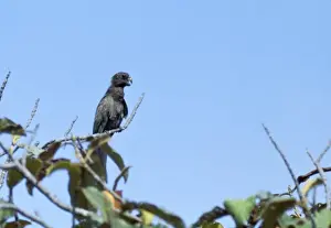 Black Parrot / Lesser Vasa Parrot - rare Vallee De Mai Praslin Island, Seychelles, Indian Ocean