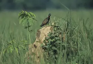 Termites Prints: Black Partridge calling - from termite mound, Corbett National Park, India