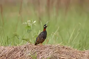 Francolin Prints: Black Partridge / Francolin - calling Corbett National Park, India