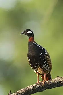 Black Partridge / Francolin Corbett National Park, Uttaranchal, India