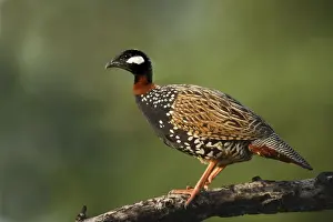 Black Partridge / Francolin - on the perch. Corbett National Park - Uttaranchal - India