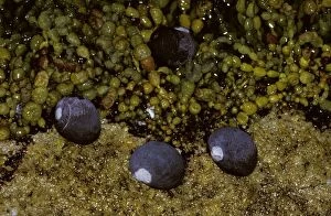 Black periwinkle (Nerita atramentosa) in rock pool