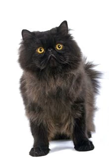 Images Dated 25th October 2006: Black Persian Cat