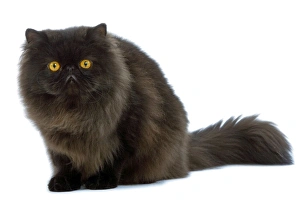 Images Dated 25th October 2006: Black Persian Cat