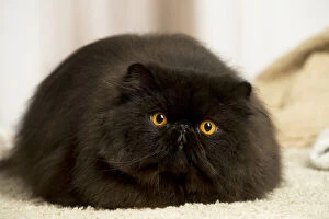 Black Persian cat indoors