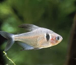 Images Dated 9th March 2007: Black Phantom Tetra