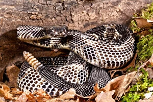 Black Phase Timber Rattlesnake, Crotalus