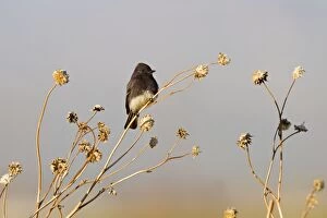Images Dated 23rd January 2010: Black Phoebe