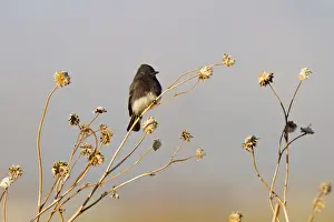 Phoebe Prints: Black Phoebe. California in January, USA