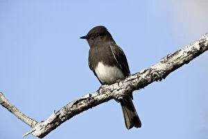 Images Dated 19th January 2008: Black Phoebe - perched on branch Family: Tyrannidae (Tyrant flycatchers) Range: Western USA