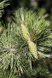 Cones Prints: Black Pine / Austrian Pine - close-up. France var. austriaca