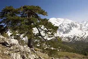 Middle East Prints: Black Pine / Crimean Pine - on Vali Cesmesi Gecidi Pass