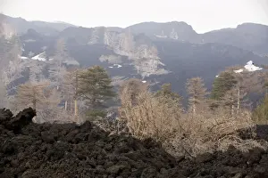 Destruction Prints: Black Pine (Pinus nigra ssp. laricio) woods devastated by recent lava flows on the slopes of Mount Etna
