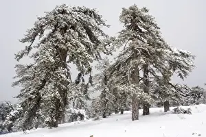 Cyprus Prints: Black Pine (Pinus nigra ssp. pallasiana) forest in the high Troodos Mountains