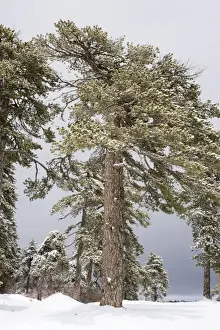 Black Pine (Pinus nigra ssp. pallasiana) forest in the high Troodos Mountains, south Cyprus, in late winter snow