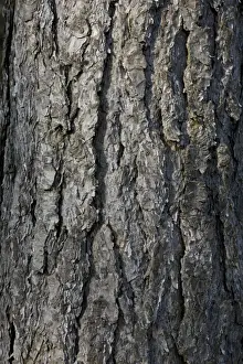 Pine Tree Prints: Black Pine Trees - bark - Belgium