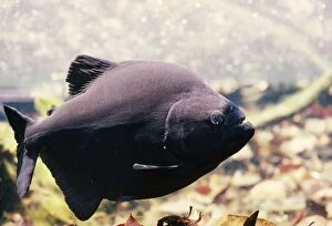 Images Dated 8th March 2005: Black Piranha Amazon