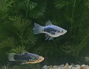 Black platy – pair - side view by weeds- tropical freshwater – Central America 002629