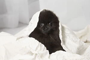 Black Pomeranian puppy indoors