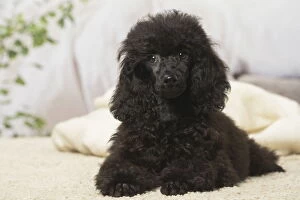 Images Dated 14th August 2018: Black Poodle dog indoors