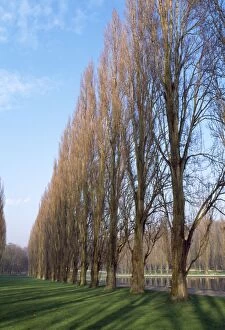 Images Dated 2nd May 2007: Black Poplar - avenue of trees