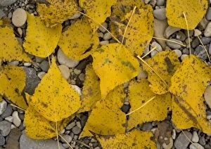 Black poplar: fallen leaves on riverside gravel