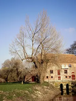 Poplar Prints: Black Poplar Tree - Mill on River Stour at Sturmin Ster Marshall, Dorset, UK