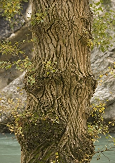 Images Dated 23rd October 2005: Black poplar trunk and bark. Riverside tree
