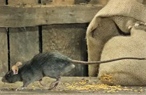 Cereals Prints: Black Rat in barn with bag of cereals