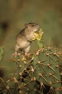 West Indies Prints: Black Rat - on cactus - introduced species - Antigua