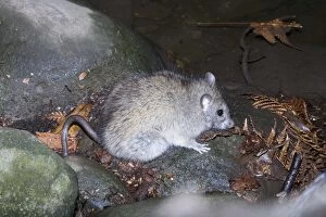 Images Dated 12th April 2008: Black Rat - Healesville Sanctuary