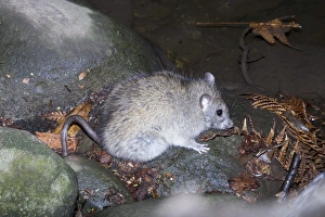 Images Dated 12th April 2008: Black Rat - Healesville Sanctuary - Victoria, Australia