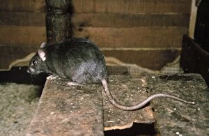 Images Dated 20th January 2006: Black Rat - ship Rat
