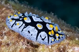 Images Dated 8th November 2008: Black-rayed Phyllidia Nudibranch