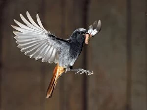 Food In Beak Gallery: Black Redstart - adult flying with its prey