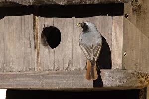 Black Redstart - male with food in mouth - entering nest