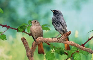 Images Dated 30th July 2010: Black Redstarts - pair on branch