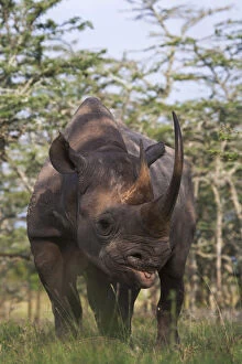 Bicornis Gallery: Black Rhino (Diceros bicornis), Mount Kenya