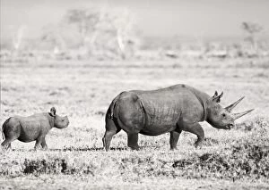 Images Dated 7th March 2012: Black Rhino / Hook-lipped Rhinoceros - with calf - Amboseli National Park, Kenya