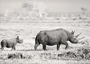 Preservation Prints: Black Rhino / Hook-lipped Rhinoceros - with calf - Amboseli National Park, Kenya