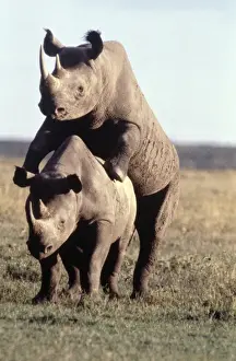 Rhinos Prints: Black Rhino / Hooked-Lipped Rhinoceros