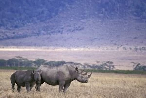 Black Rhino - mother and calf