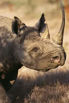 Rhinos Prints: Black Rhino WAT 2696 Kenya, Africa. Diceros bicornis © M. Watson / ARDEA LONDON
