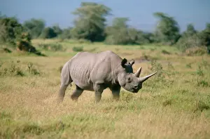 Rhinos Prints: Black Rhinoceros - charging