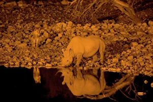Lions Collection: Black Rhinoceros (Diceros bicornis) with lion coming up behind, at waterhole at night, Etosha
