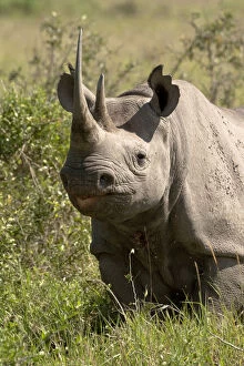 Images Dated 9th February 2010: Black Rhinoceros, Diceros bicornis, in
