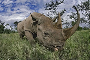 Images Dated 29th April 2008: Black Rhinoceros, Diceros bicornis, Kenya