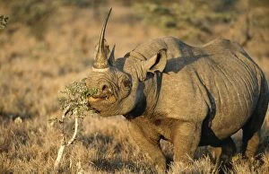 Black Rhinoceros - feeding