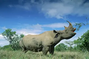 East Africa Prints: Black Rhinoceros - feeding, using prehensile upper lip